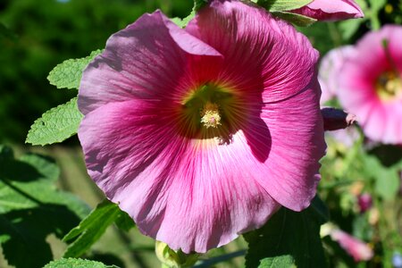 Pink flower nature