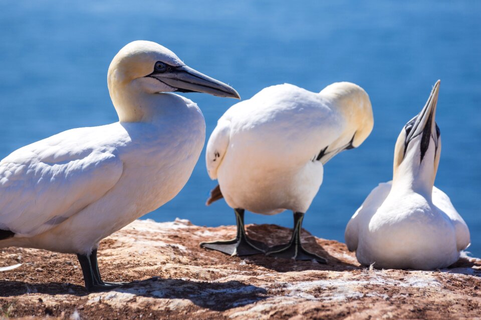 Helgoland animal world bill