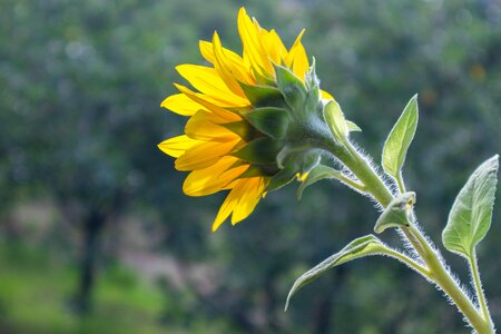 Nature flora sunshine