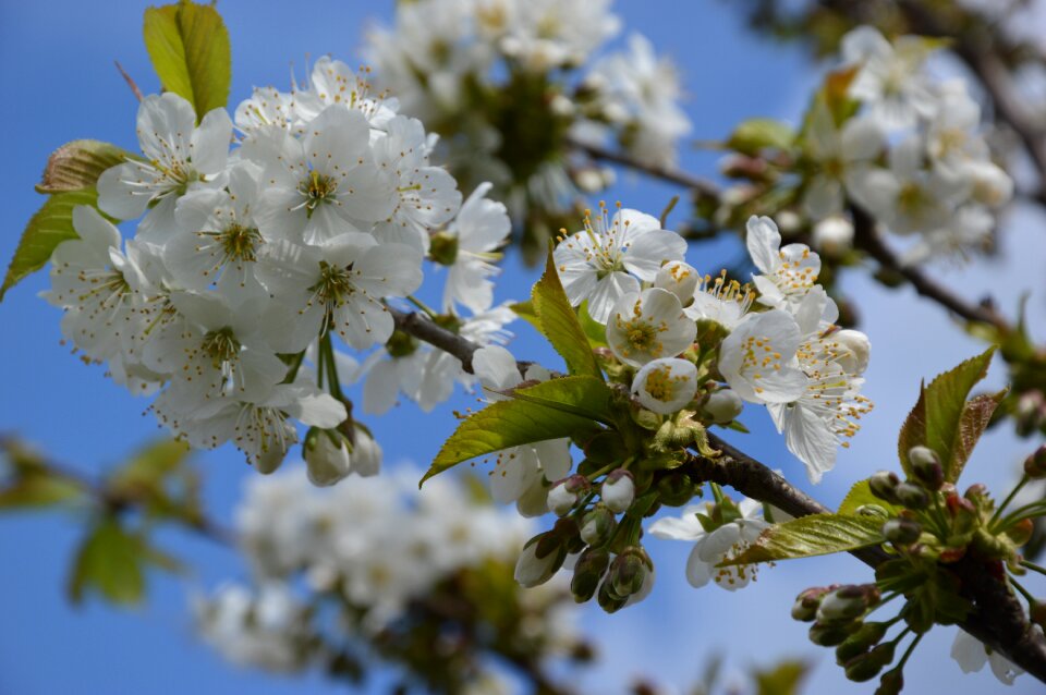 Cherry blossom bloom