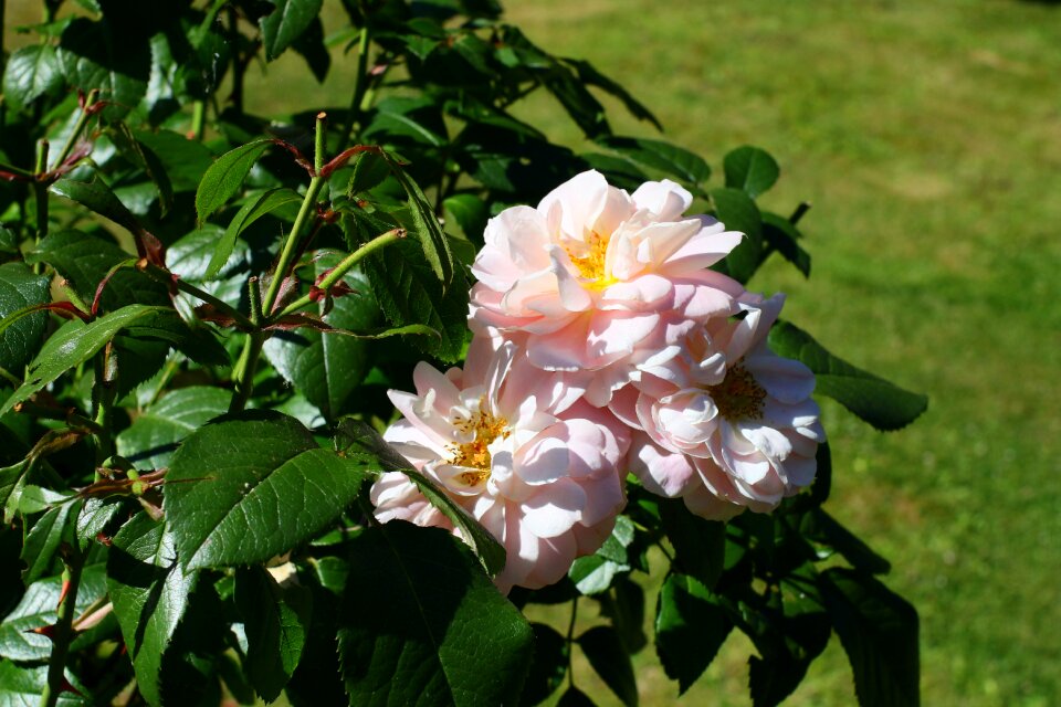 Rose flower noble roses romantic