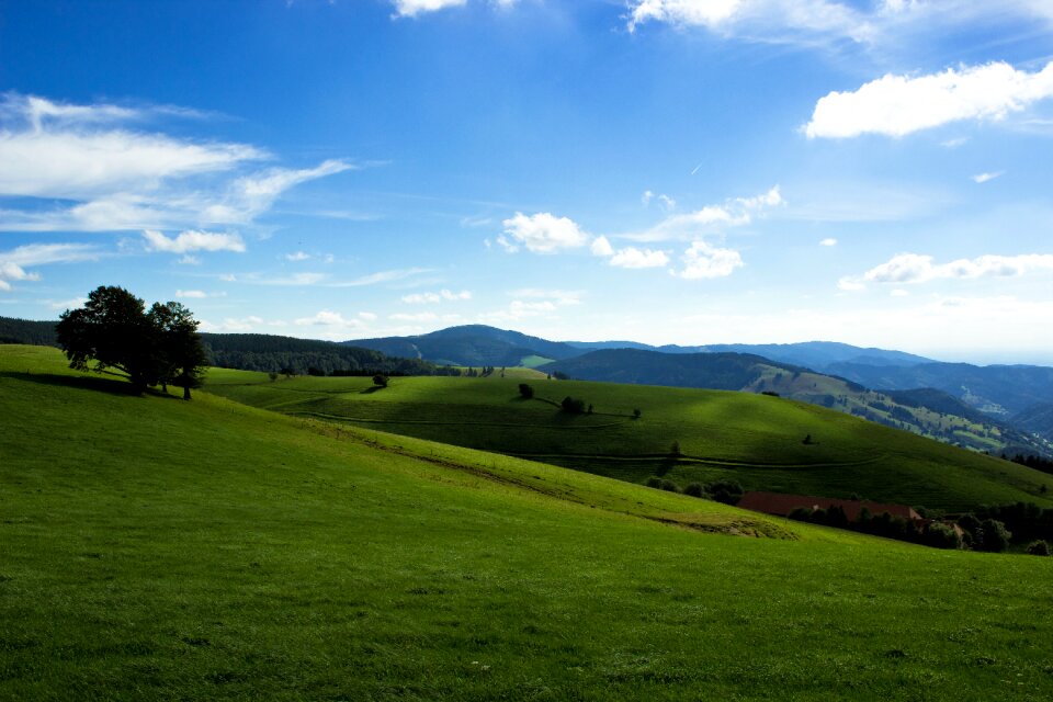 Germany trees meadow