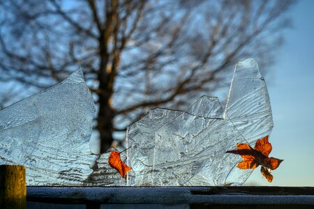 Tree transparent crystal
