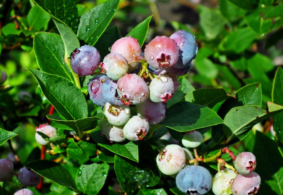 Closeup nature berries