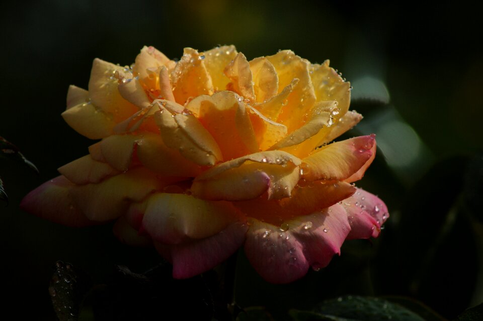 Flower blossom bloom
