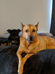 Domestic dingo pet photo