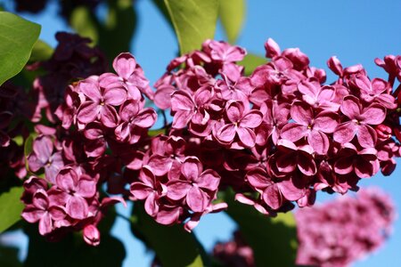 Bloom may nature
