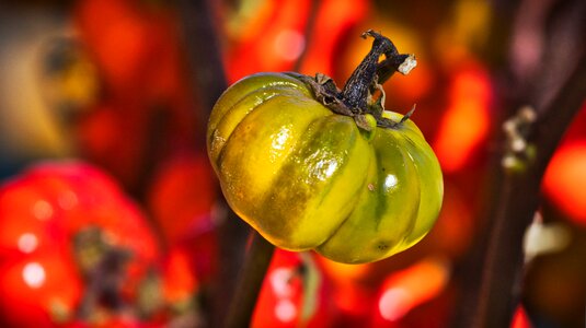 Green small autumn decoration