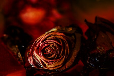 Romantic flower affection