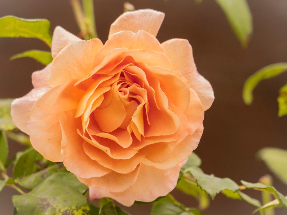 Beauty blossom bloom
