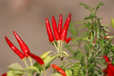 Ingredient cooking red