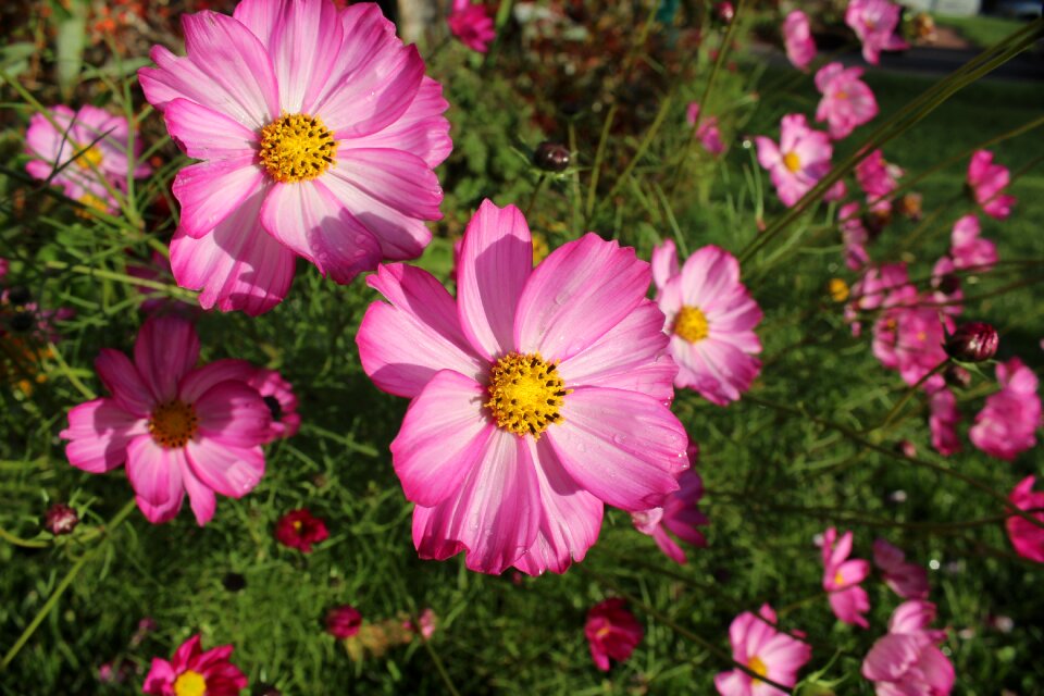 Bloom blossom nature