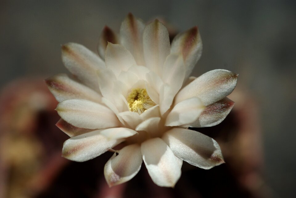 Beautiful petal blooming