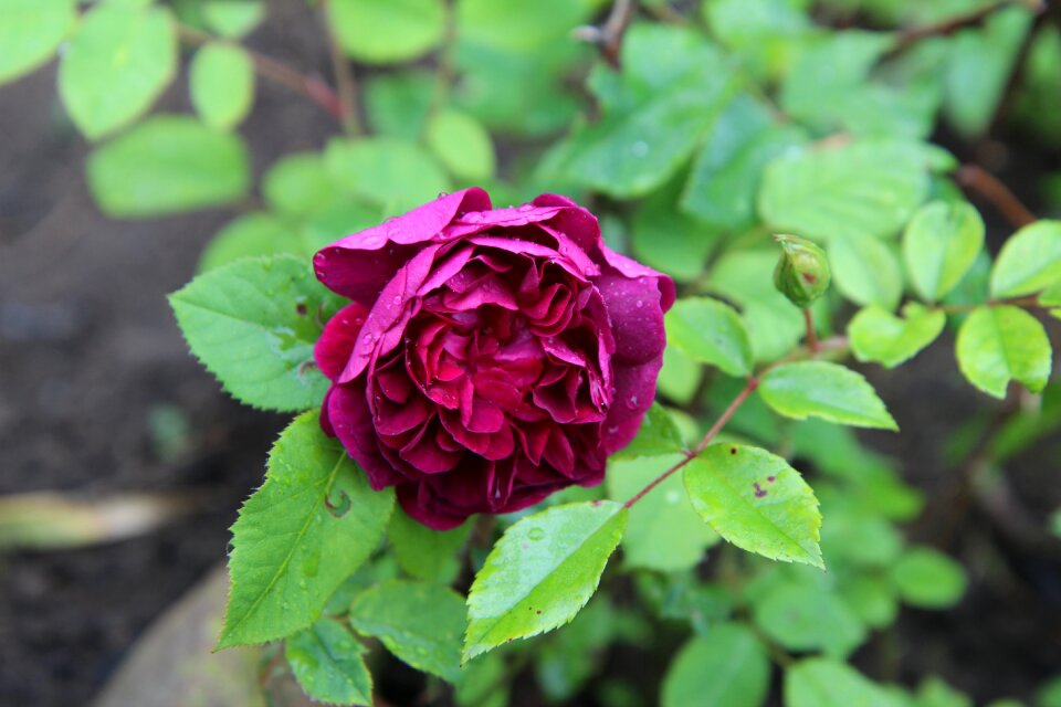 Red rose pink flowers pink purple