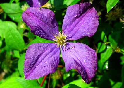 Nature summer the petals photo