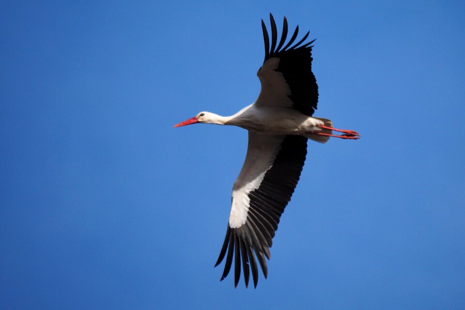 Stork flight sky