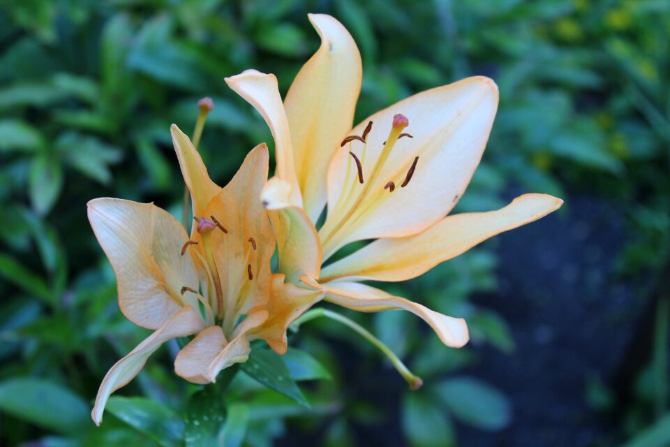 Lily family flower blossomed