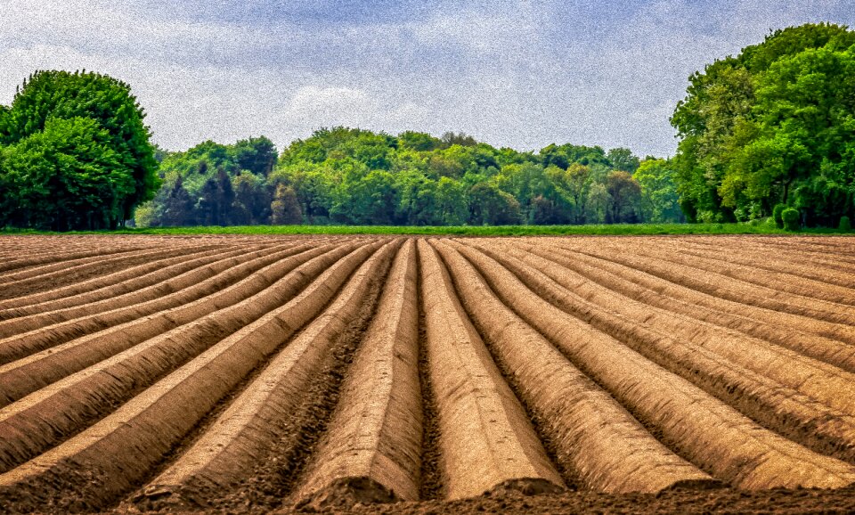 Agriculture asparagus time vegetables