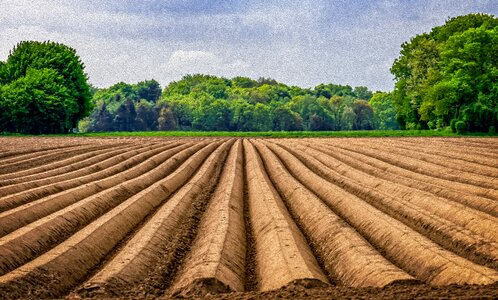Agriculture asparagus time vegetables
