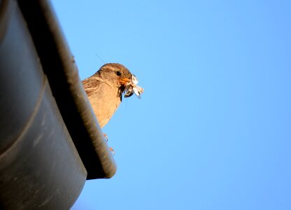 Feeding insect bill