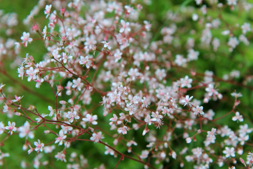 White flowers floral border borders with flowers