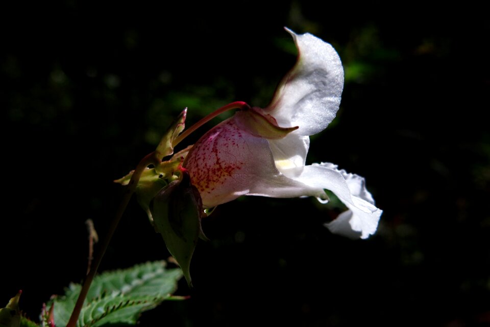 Bloom close up plant