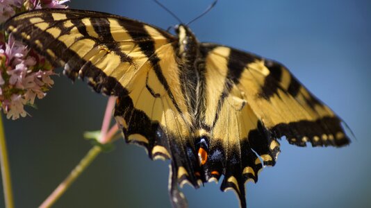 Yellow butterflies new hampshire