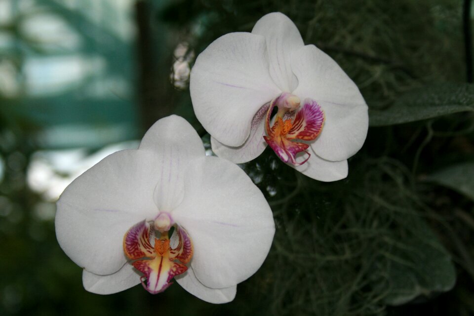 Flowers flora tropical