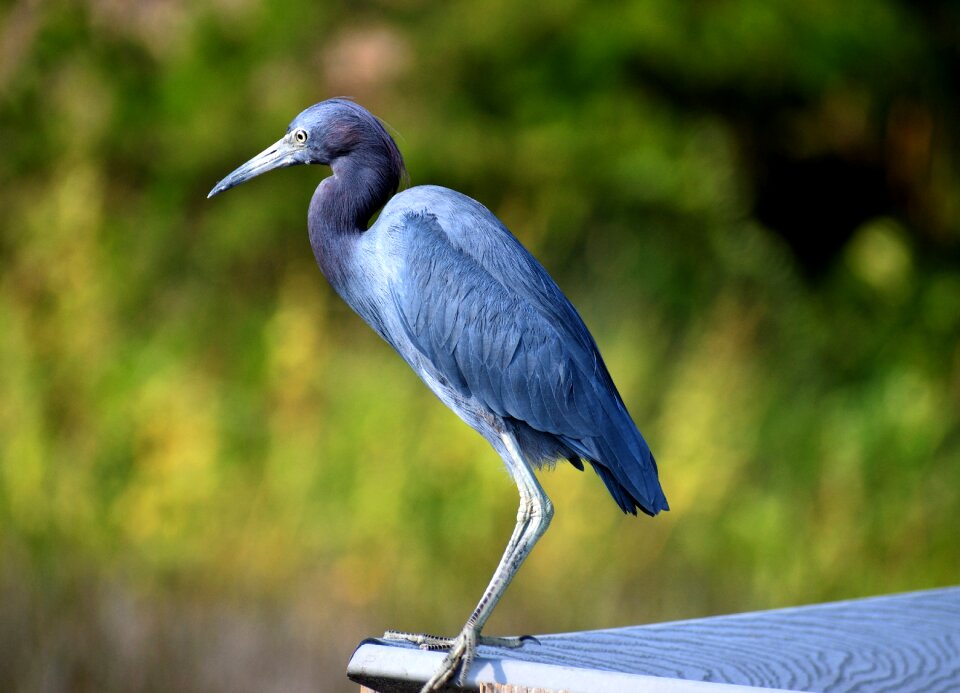 Avian wildlife nature