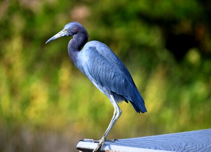 Avian wildlife nature