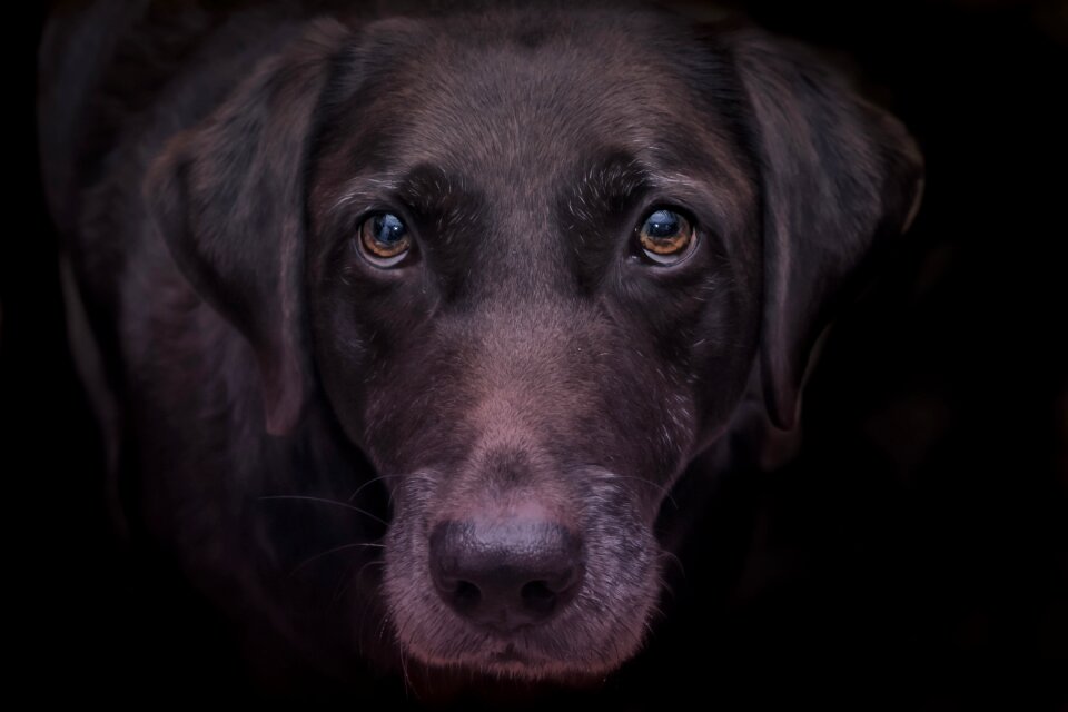 Domestic labrador retriever