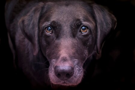 Domestic labrador retriever