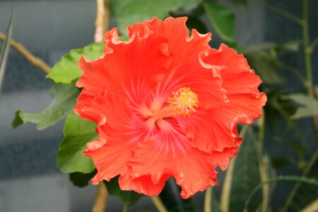 Malva bloom nature