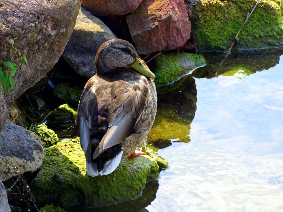 Nature bird animal