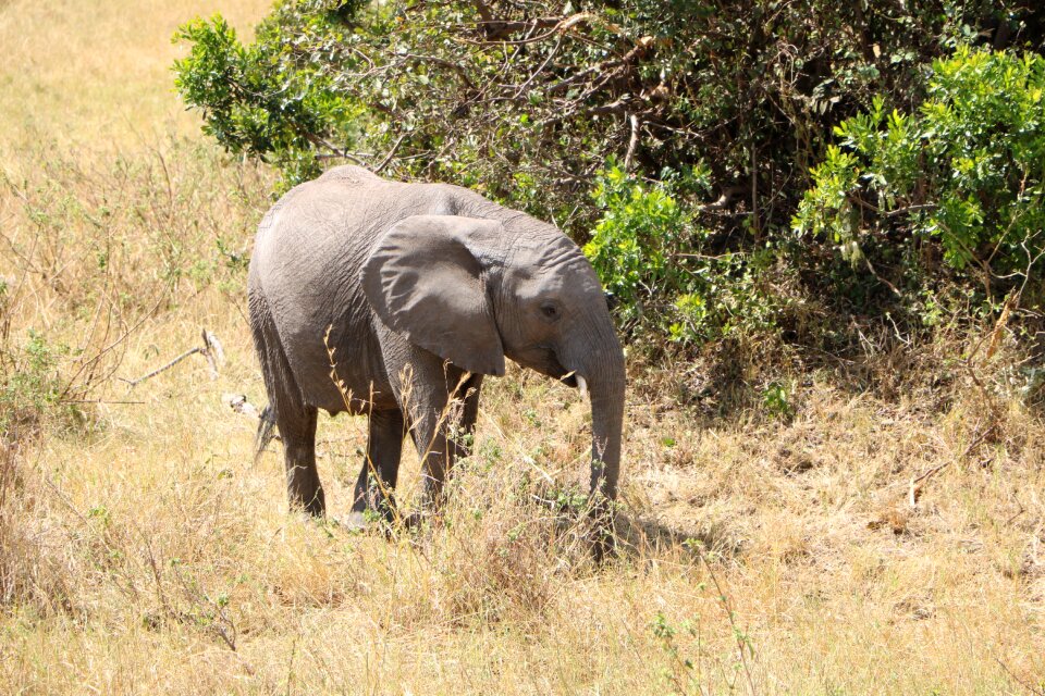 Africa nature safari