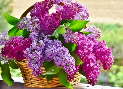 Plant nature lavender photo