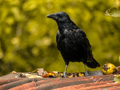 Feather black animal photo