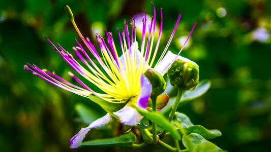 Close up flower plant