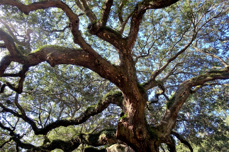 Tree south carolina enormous