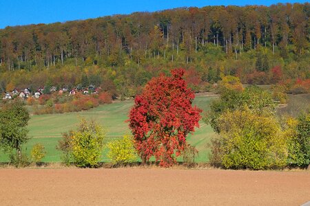 Fall foliage fall leaves autumn mood