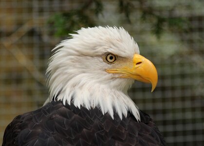 Eagle head pride photo