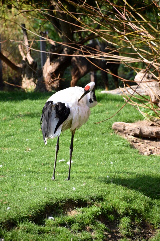 Wader pen birds