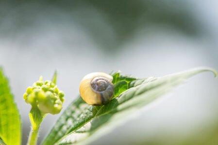 Shell animal mollusk photo