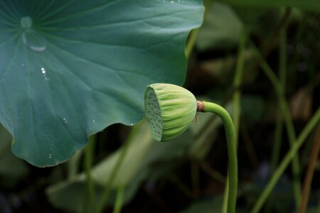 Lotus seed lotuspip lotus