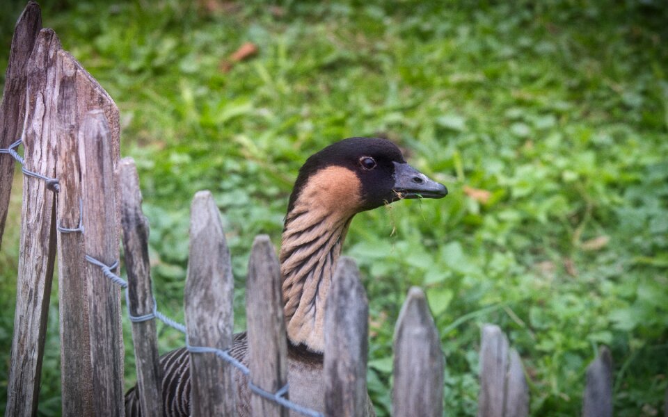 Curious watch nature
