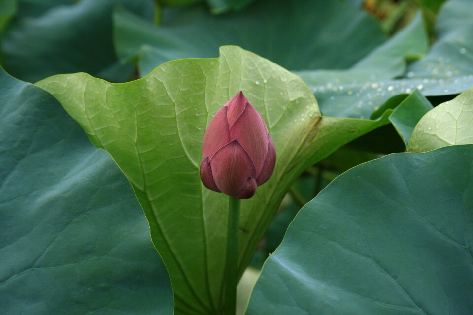 Buddhism petal nature