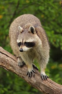 Nature mammal furry