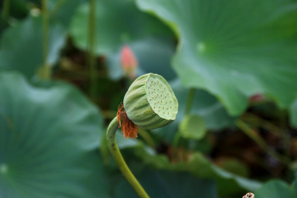 Lotus leaf water lilies seeds