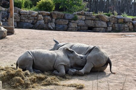 Fauna animal horns photo