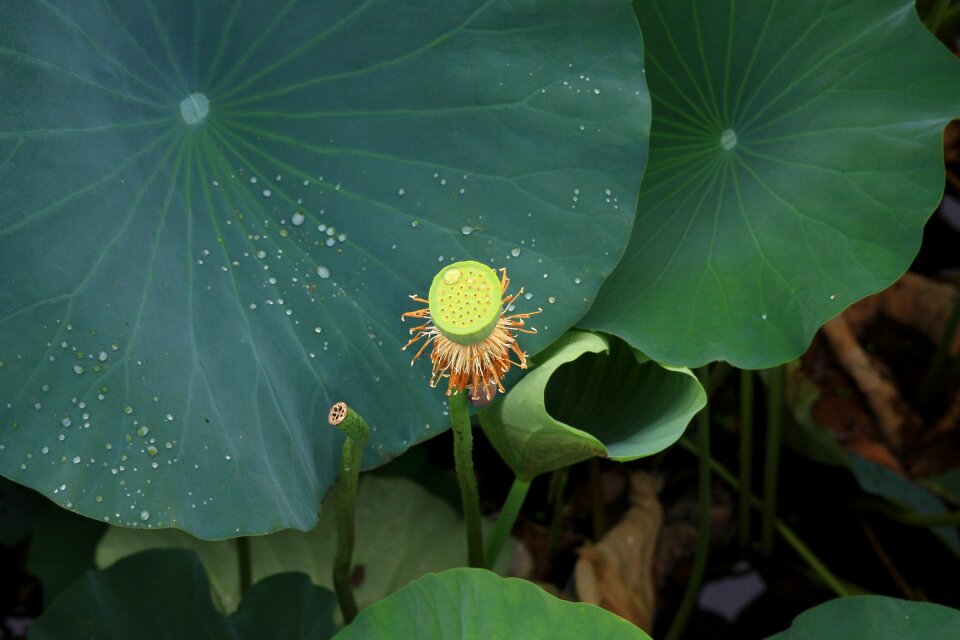 Lotus leaf water lilies seeds